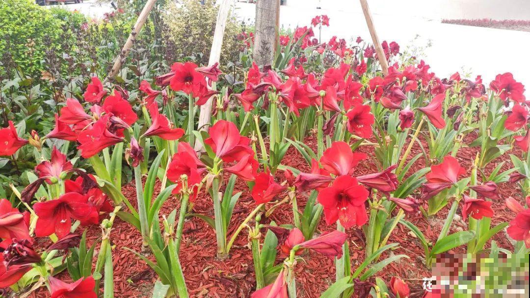 现在给花上秋肥，杆子粗、叶子密，不然冬天都冻死