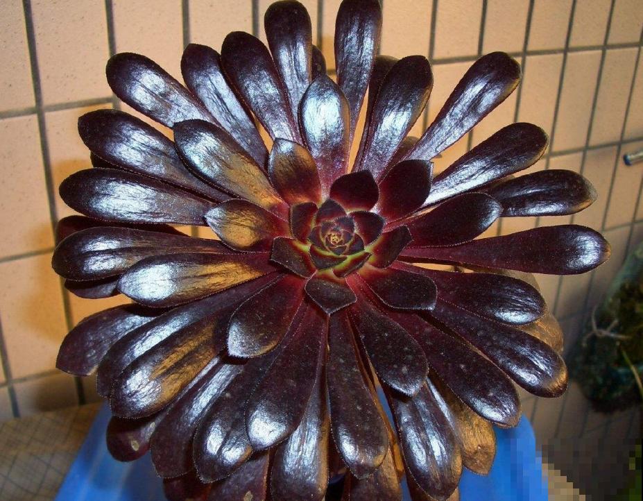 4种可以变成“老桩”的多肉，适合新手养，轻松就能变“老桩”