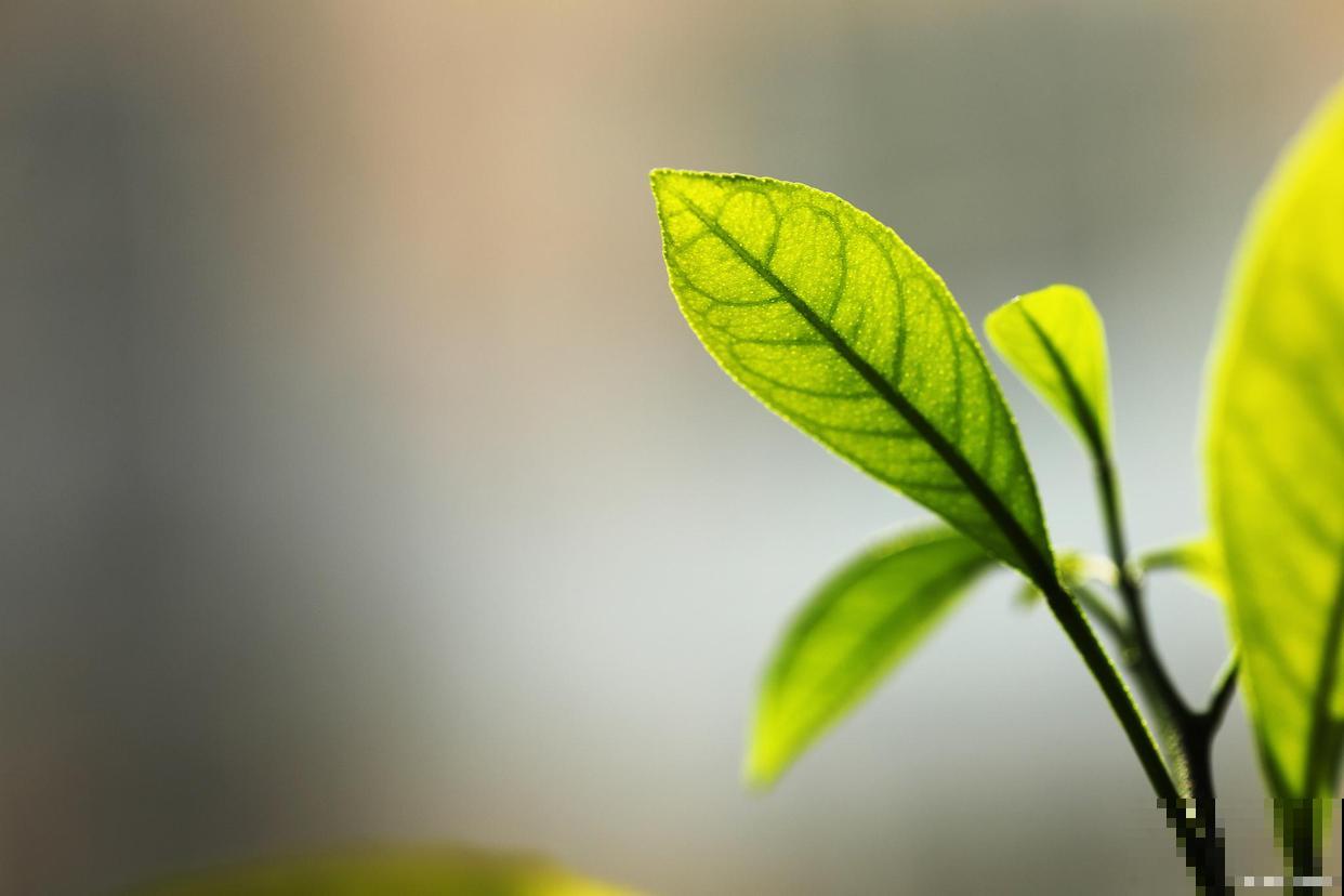 常见20种净化空气的室内植物