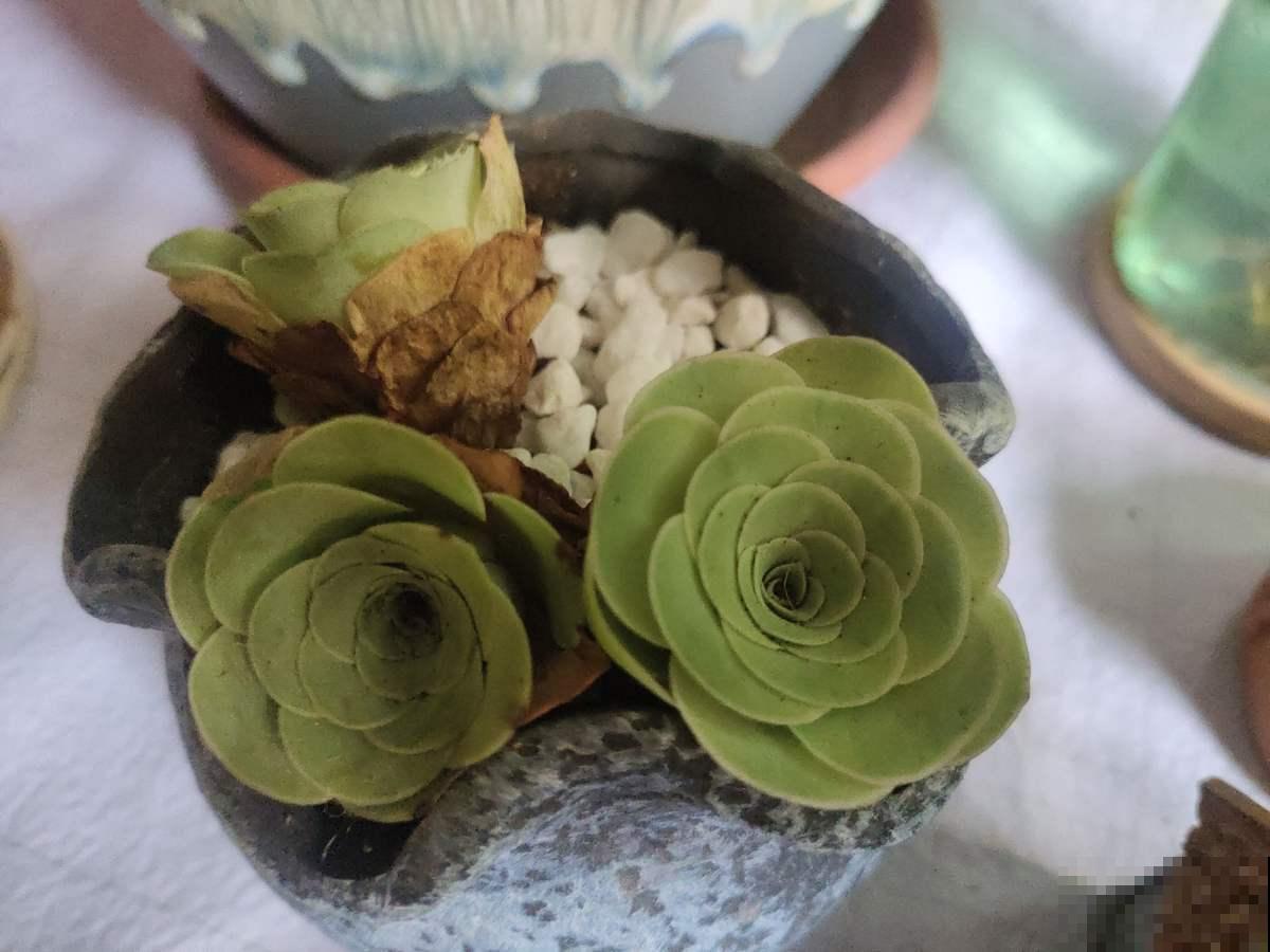 去她家里才知道，什么是多肉大户，有2盆原来这么爱爆盆