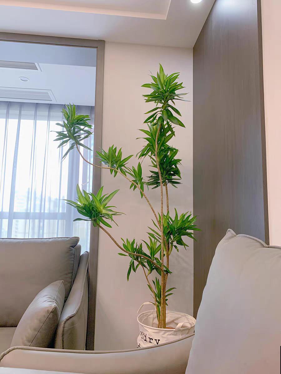 1种花俗称“摇钱树”，满盆长满小元宝，大吉大利，好看吉祥！