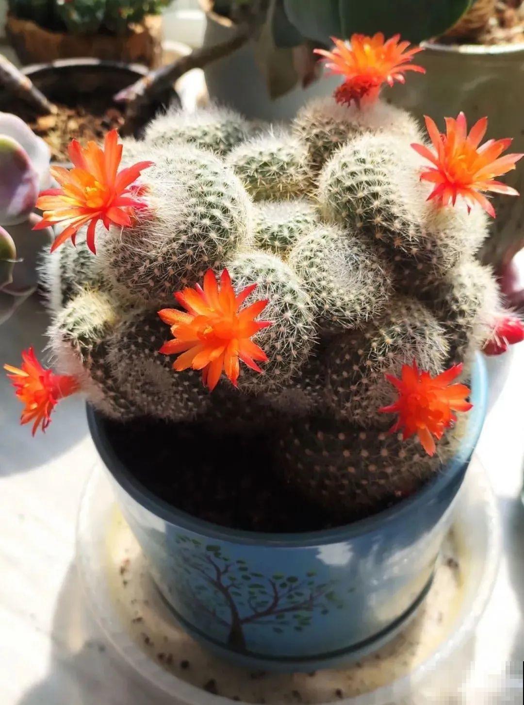 冬天6类花,叶片和花苞别喷水,一喷就烂了 冬天6类花,叶片和花苞别喷水,一喷就烂了