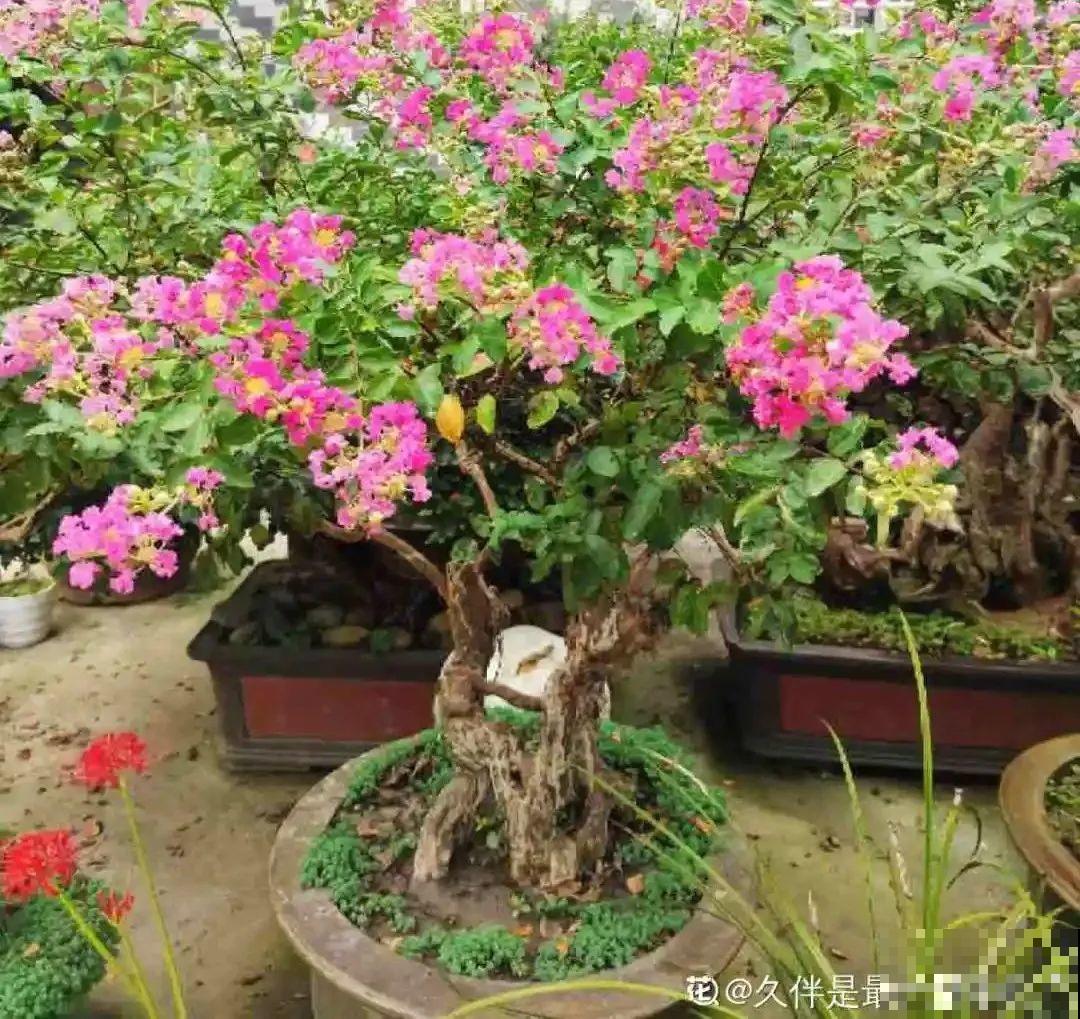 八种花养成老桩,有镇宅旺家好兆头,生机满满 八种花养成老桩,有镇宅旺家好兆头,生机满满