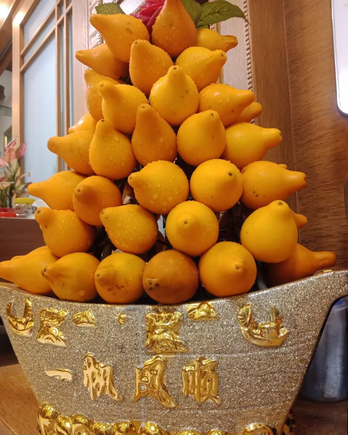 家里养花就养“黄金满地”,满满好兆头,大户人家的“香饽饽” 家里养花就养“黄金满地”,满满好兆头,大户人家的“香饽饽”