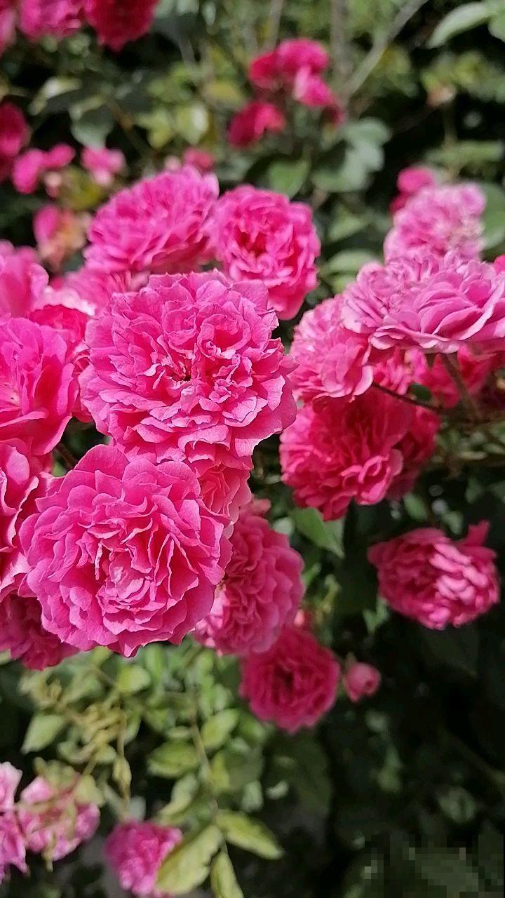 养花等级对照表，“十级”的人太少，6级以上就是“花痴”