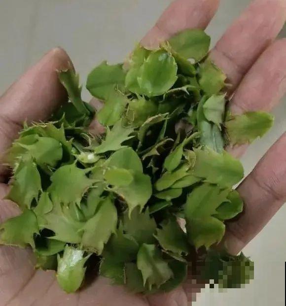 蟹爪兰软趴趴、掉花苞？它有“5怕”，避开后，叶片硬如铁！