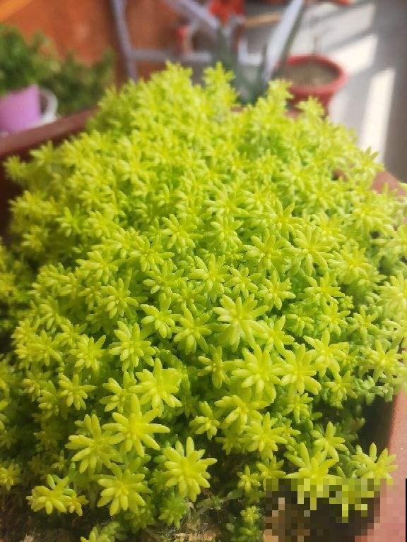 “养不死”的5种花，绿萝都排不上号，随便养养就爆盆