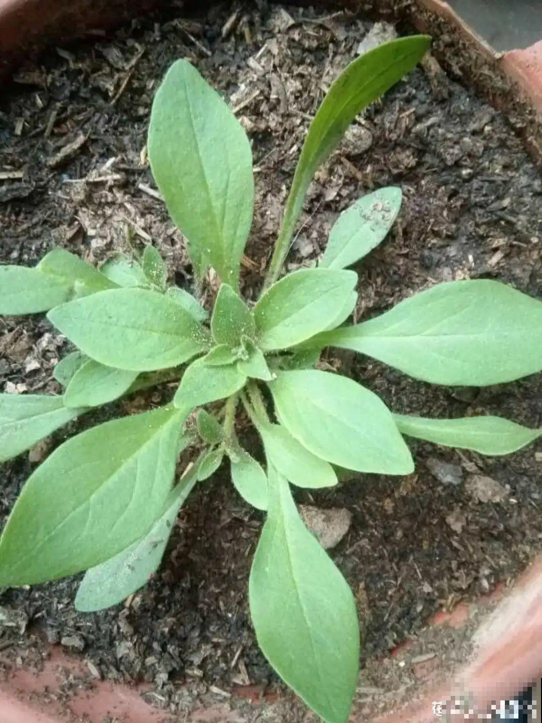 秋天种16种花，冬天就能开爆盆，满盆都是花