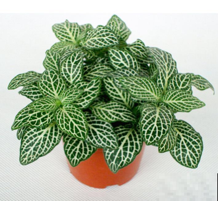 5种花满身花纹，耐阴性强，没光也能养