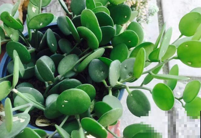 一种花名叫碧雷鼓,叶子圆润像钱币,还有招财进宝好兆头 一种花名叫碧雷鼓,叶子圆润像钱币,还有招财进宝好兆头