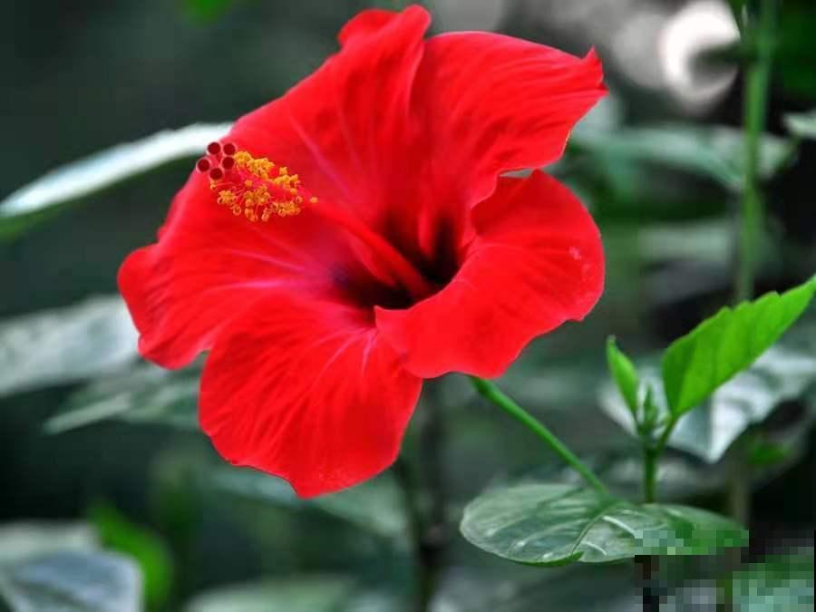 5种四季开花的植物,养一盆在家里,四季有花看 5种四季开花的植物,养一盆在家里,四季有花看