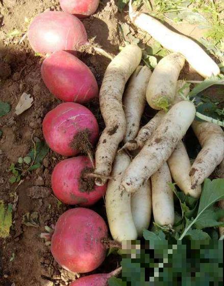 天气一凉，吃这6种蔬果特养人，关键是在家也能种