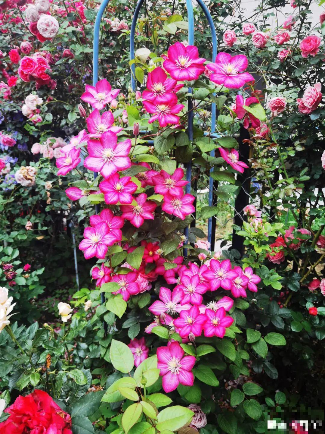 入秋一盆水,休眠的花“醒了”,猛长大花苞 入秋一盆水,休眠的花“醒了”,猛长大花苞