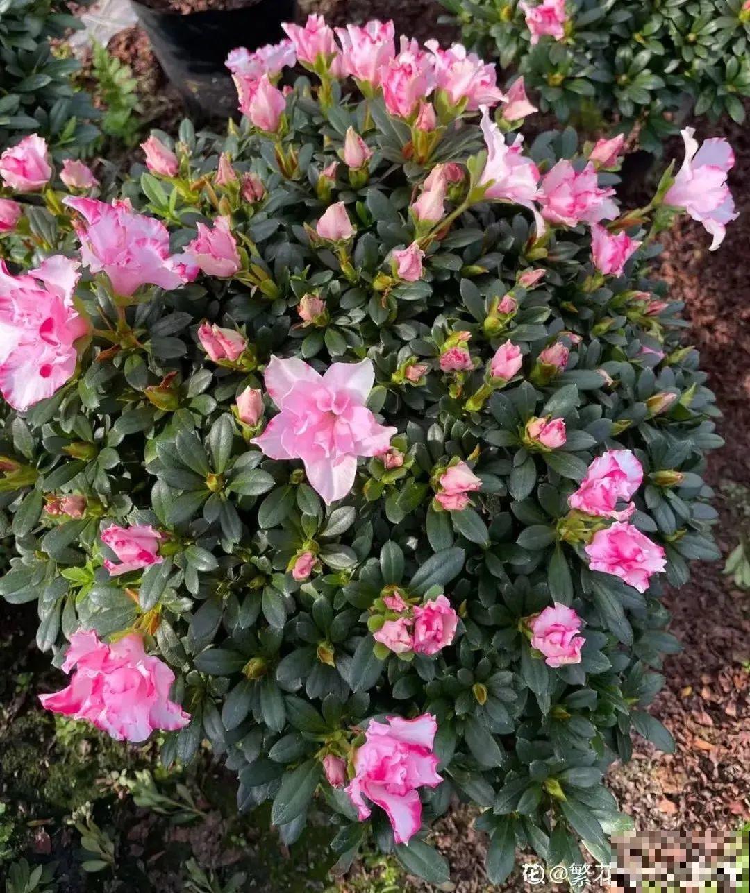 10种花冬天不能断水，勤浇水才能长得旺，叶子油亮有光泽