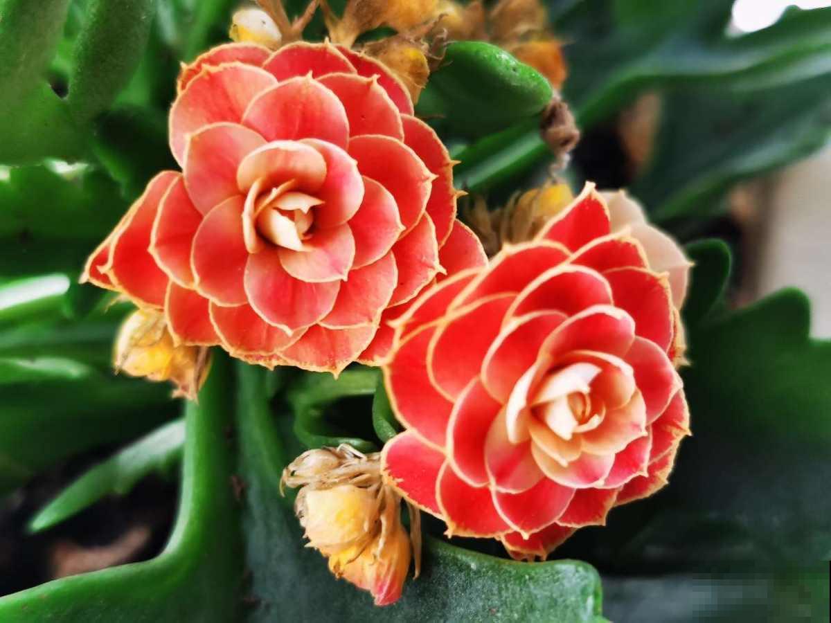 想要养好长寿花，需注意“3少1丢”，来年独苗轻松变老桩