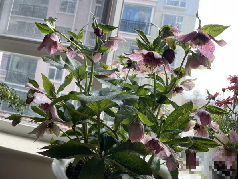 冬日里的耐寒“荷花”，能耐零下15摄氏度，雪地里照样开花不停