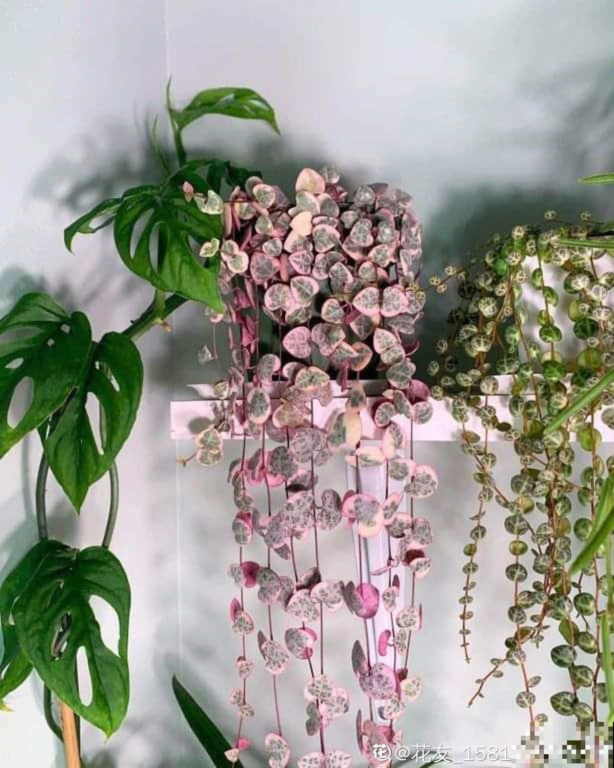 很耐阴的多肉,爱之蔓在秋天养,到底晒好还是不晒好 很耐阴的多肉,爱之蔓在秋天养,到底晒好还是不晒好