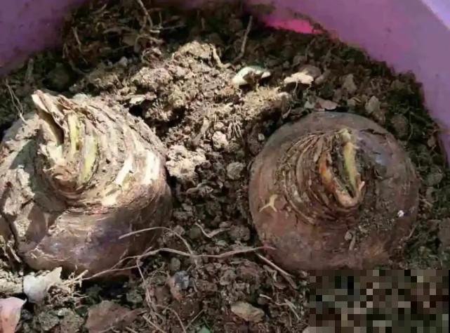 秋天给花补点“猛肥”,嫩芽一茬接一茬,花苞呼呼冒 秋天给花补点“猛肥”,嫩芽一茬接一茬,花苞呼呼冒