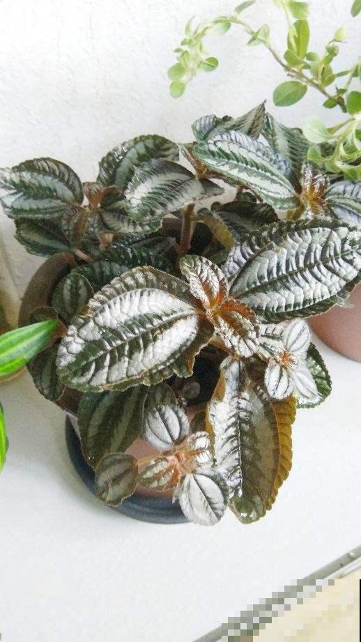 10块钱一盆的冷水花,叶子精美得像一幅画,不愧是网红植物 10块钱一盆的冷水花,叶子精美得像一幅画,不愧是网红植物