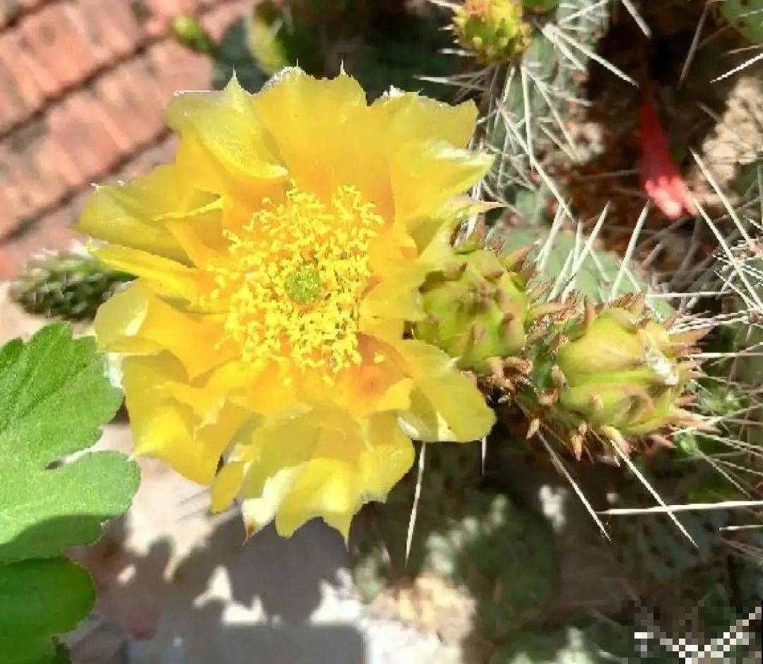 腊月买花要睁大眼,这8种花别要,养不活还浪费钱 腊月买花要睁大眼,这8种花别要,养不活还浪费钱