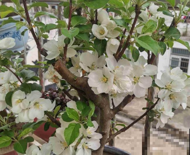 苹果树波尔多液的配制方法