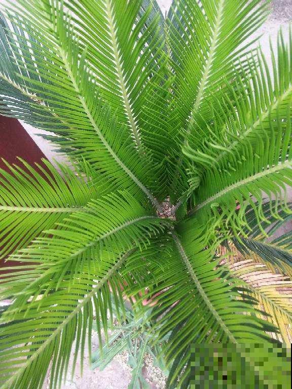 4种植物是“丑八怪”，养在家里安全感十足，有镇宅好兆头