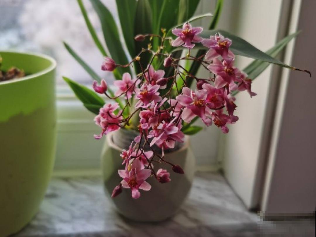 20种花，现在养正是开花好时候，再晚就过季了