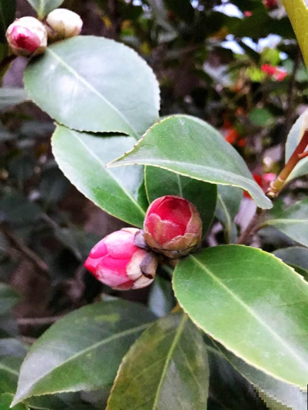 要养茶花,种植时间要选对,花苞才能长得像“鹌鹑蛋” 要养茶花,种植时间要选对,花苞才能长得像“鹌鹑蛋”