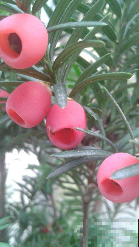 红豆杉想要养好，注意4要点，枝条挺拔叶子有型