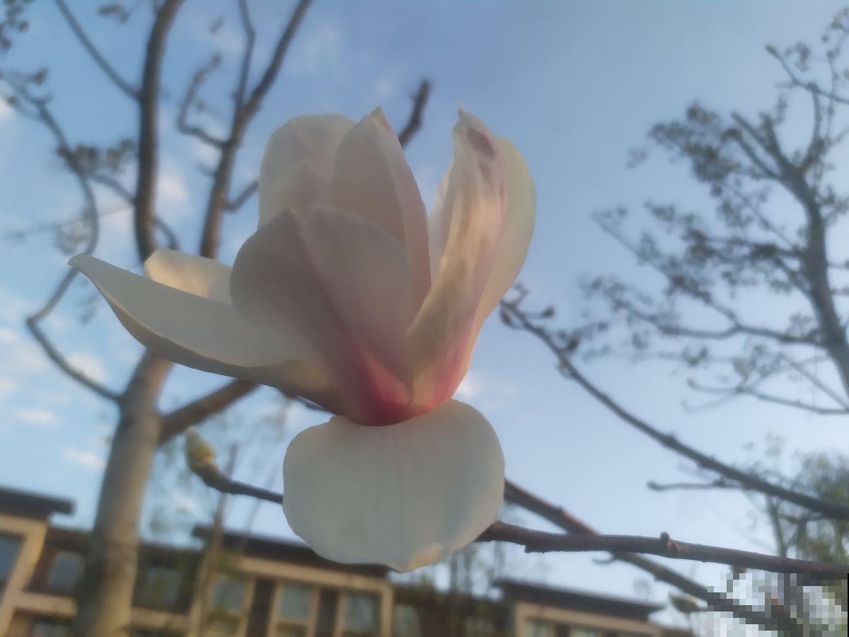 家里有庭院的，就种“玉堂富贵”，金玉满堂富