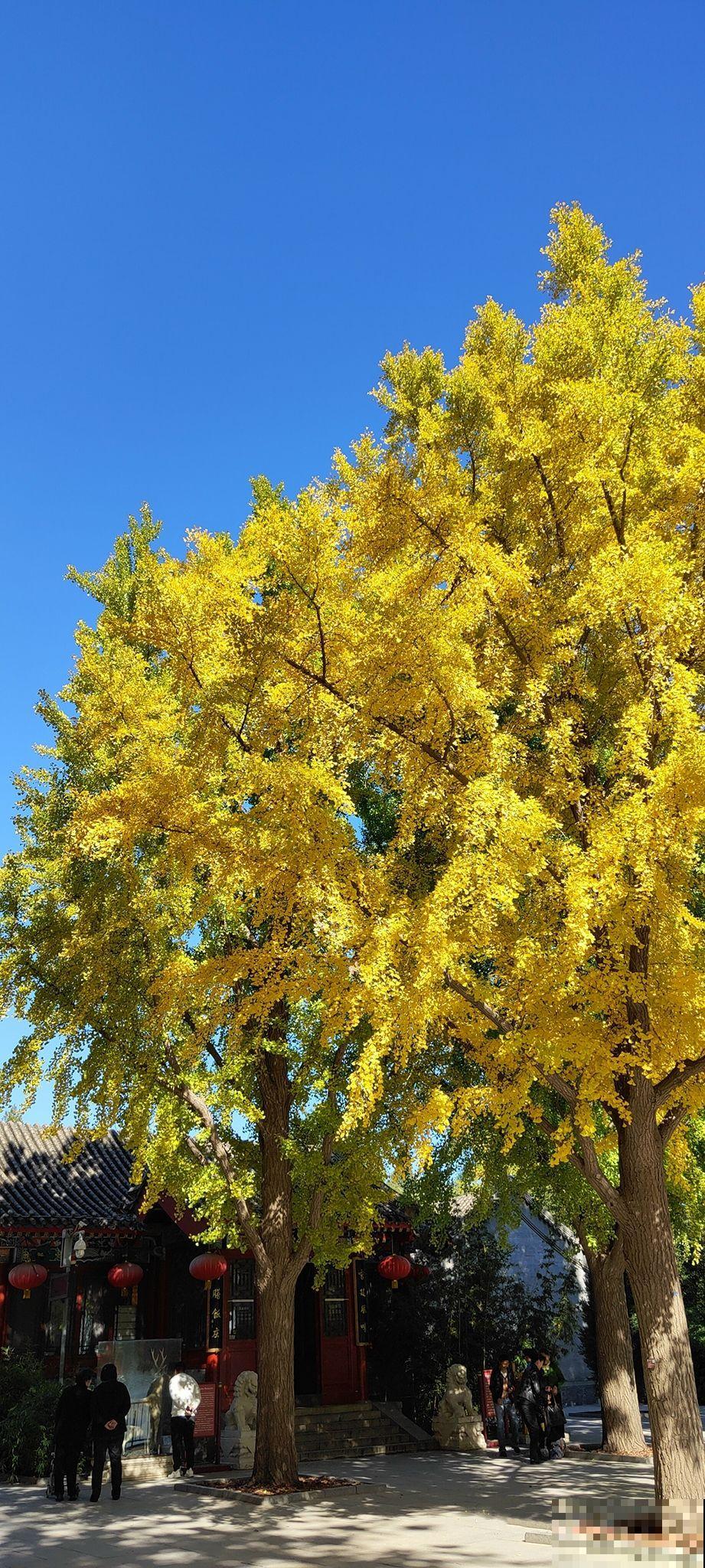 银杏浑身都是宝,为啥种的人那么少?原因有三点 银杏浑身都是宝,为啥种的人那么少?原因有三点