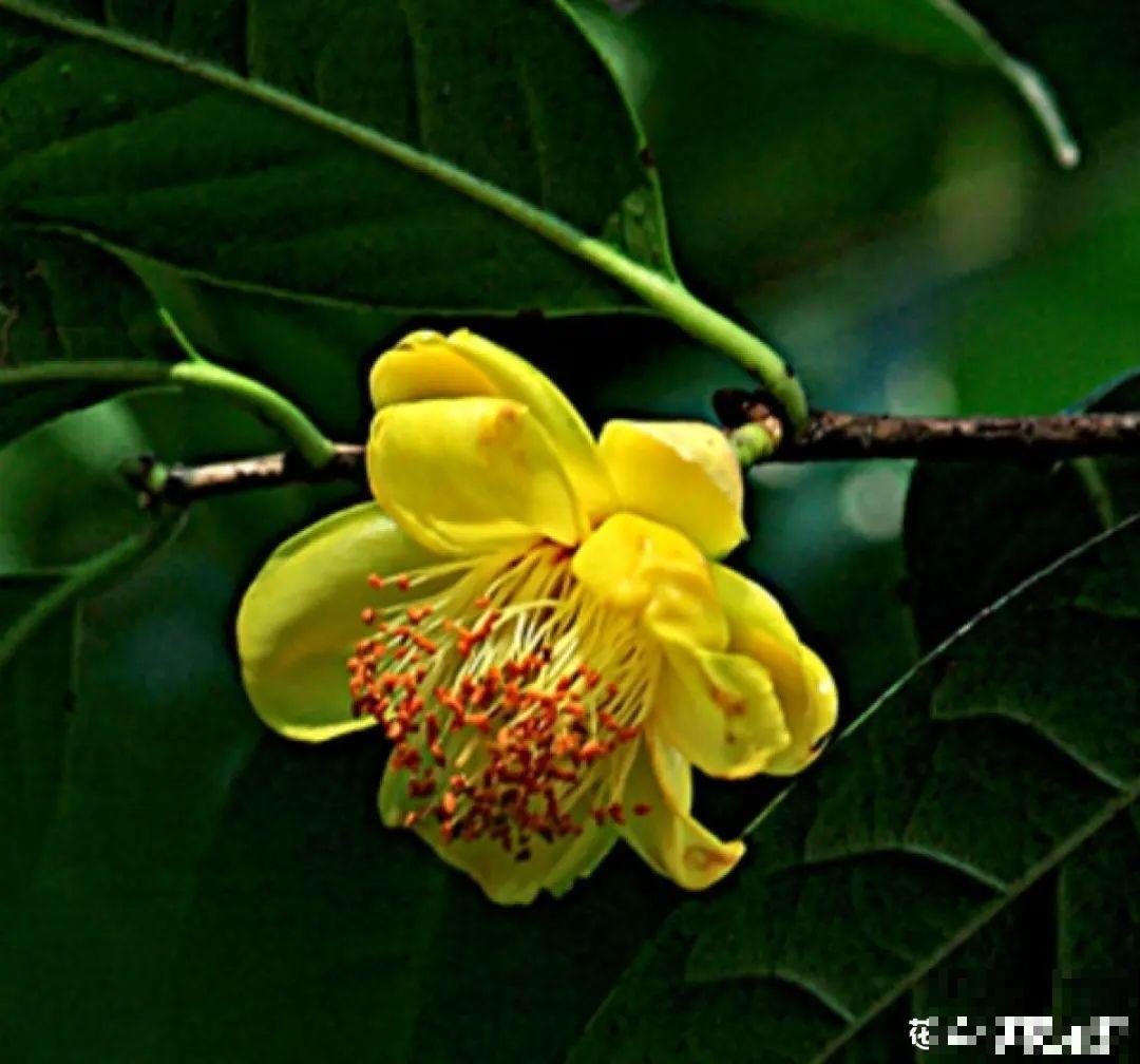 66万一盆的花,真是够贵的,打工几十年也攒不出一盆 66万一盆的花,真是够贵的,打工几十年也攒不出一盆