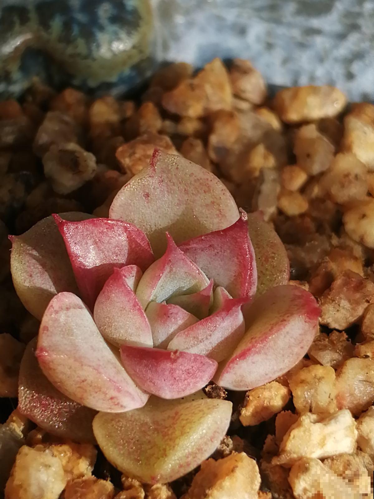 多肉冬季浇水，千万别盲目跟风，教你3点终身受用