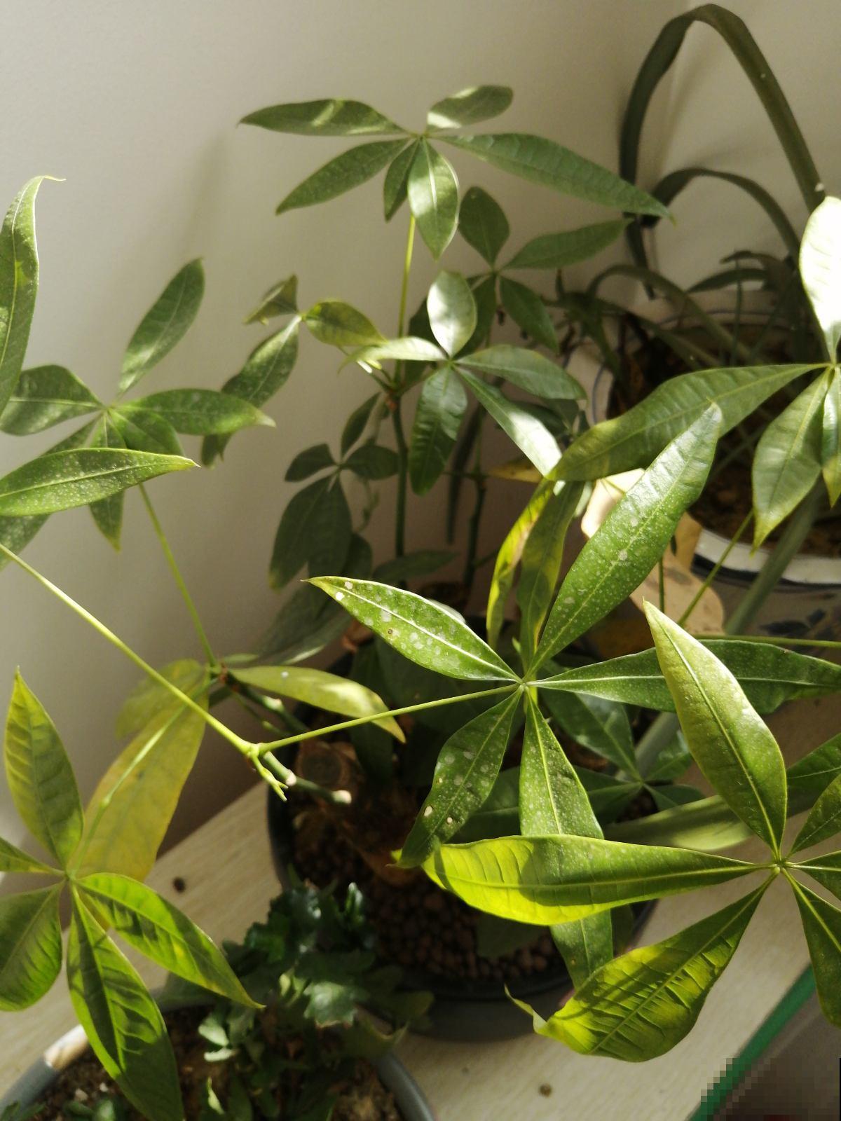 寓意好的植物,不要轻易送,弄巧成拙更麻烦 寓意好的植物,不要轻易送,弄巧成拙更麻烦