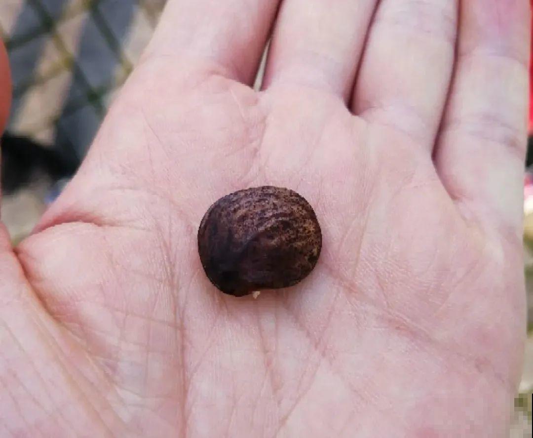 路上看见银杏果,不要捡,小心有毒! 路上看见银杏果,不要捡,小心有毒!