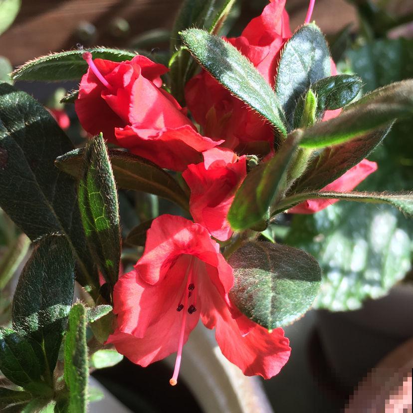 5种花卉冬天不要买，花市猫腻多，新手小白切记