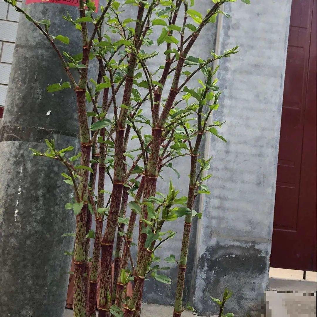 河南等地遭“恶魔之花”入侵，看到之后赶紧报告，不然会有大麻烦