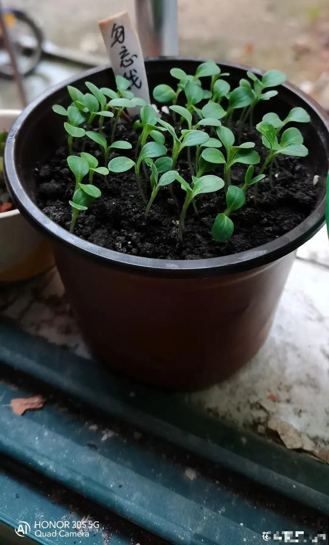 草花播种前，学会6个小妙招，全部都能活，齐刷刷冒新芽！