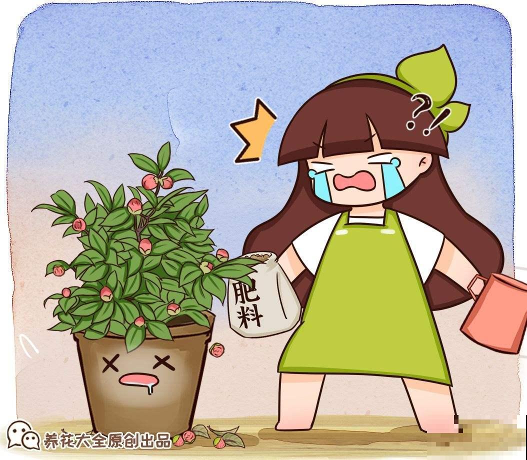养花人的通病：3天绿3天黄3天“见阎王”，到底该如何解决