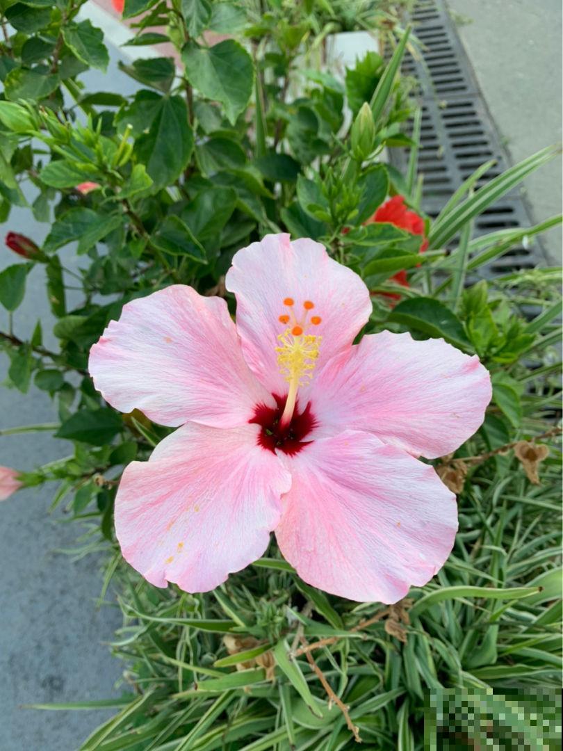 10道花卉竞赛题目，都答对的人太少，答对6道就是大神