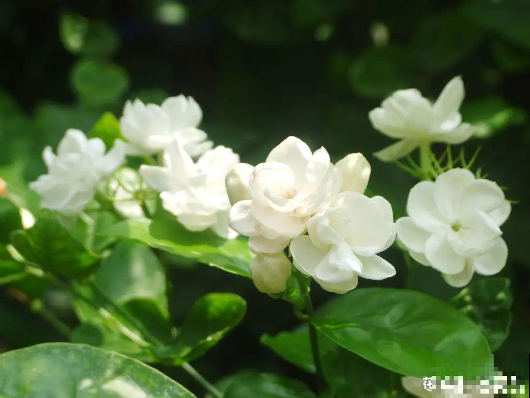 自制养花杀虫水，现在给花喷一喷，3天见效