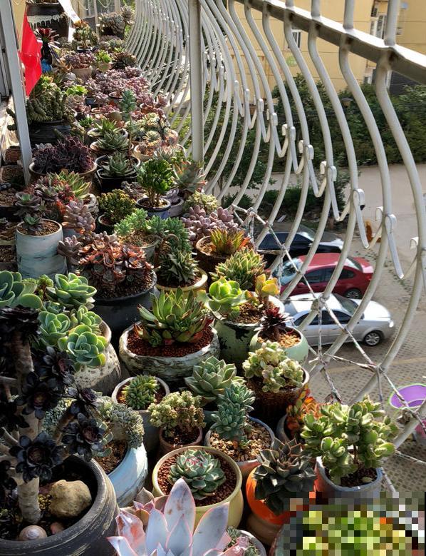 养花别花冤枉钱！配土很关键，4个方法省力又省钱