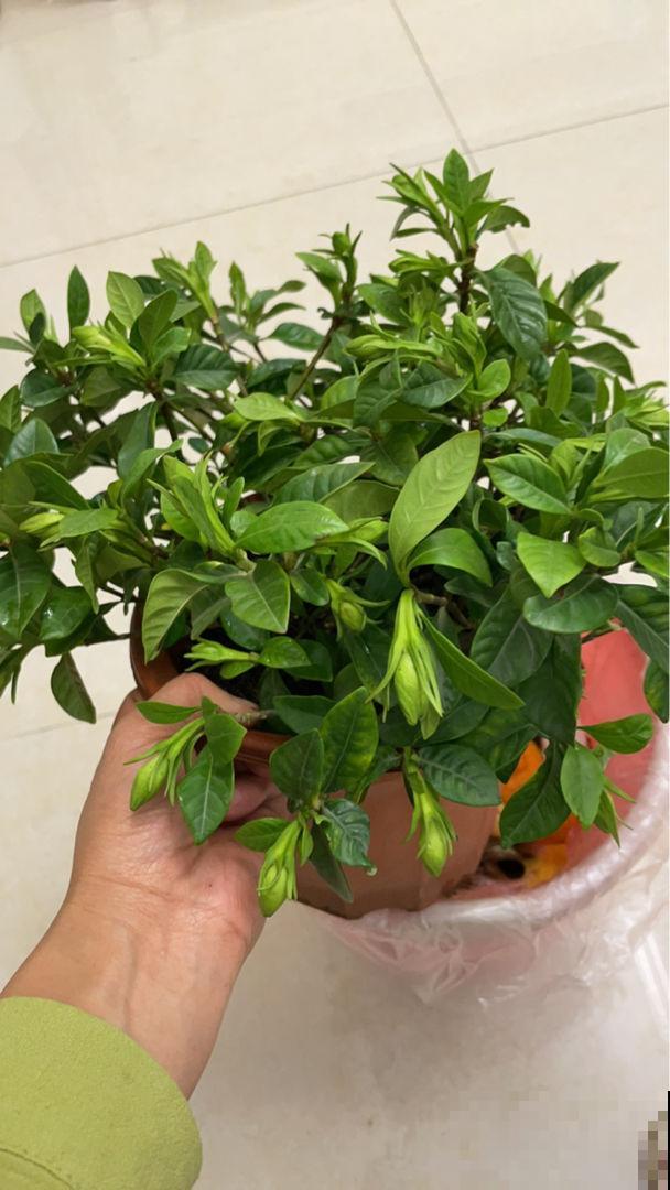 栀子花黄叶不用怕，学会4招解决问题，北方花友看过来