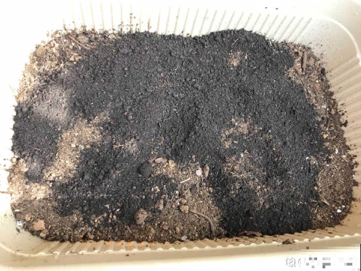 2种“垃圾”没人愿意碰，却是养花好肥料，养花少不了