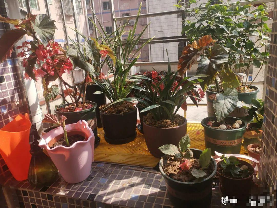 10种“垃圾”不要丢，拿来养花效果好，还能省下一笔钱