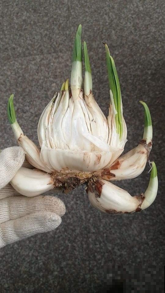 天下水仙漳州强,小雪之后养一盆水仙,时间刚刚好 天下水仙漳州强,小雪之后养一盆水仙,时间刚刚好