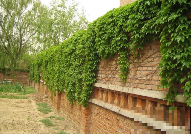 老祖宗说，院子不种“3鬼树”，不是迷信是真的有道理