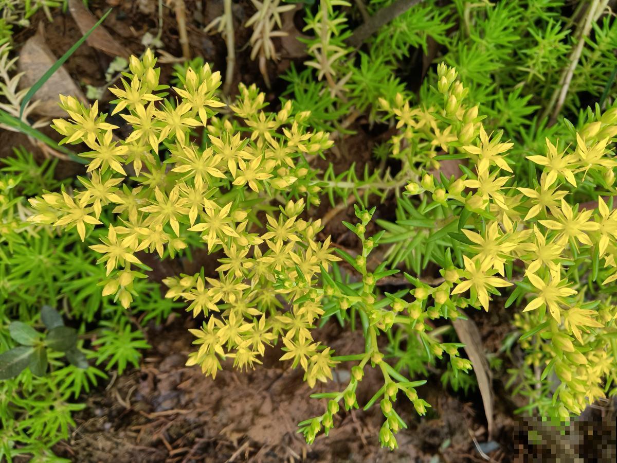晾衣杆别晾衣服了,拿来养花,小阳台能多养30盆 晾衣杆别晾衣服了,拿来养花,小阳台能多养30盆
