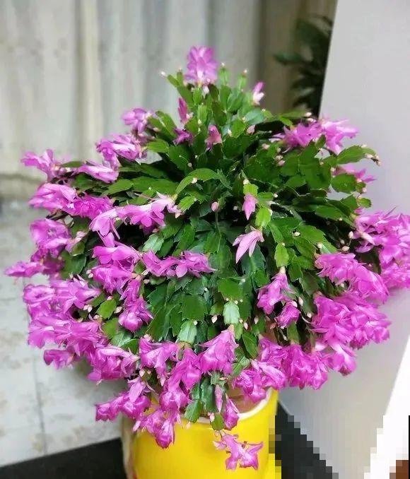 蟹爪兰软趴趴、掉花苞？它有“5怕”，避开后，叶片硬如铁！