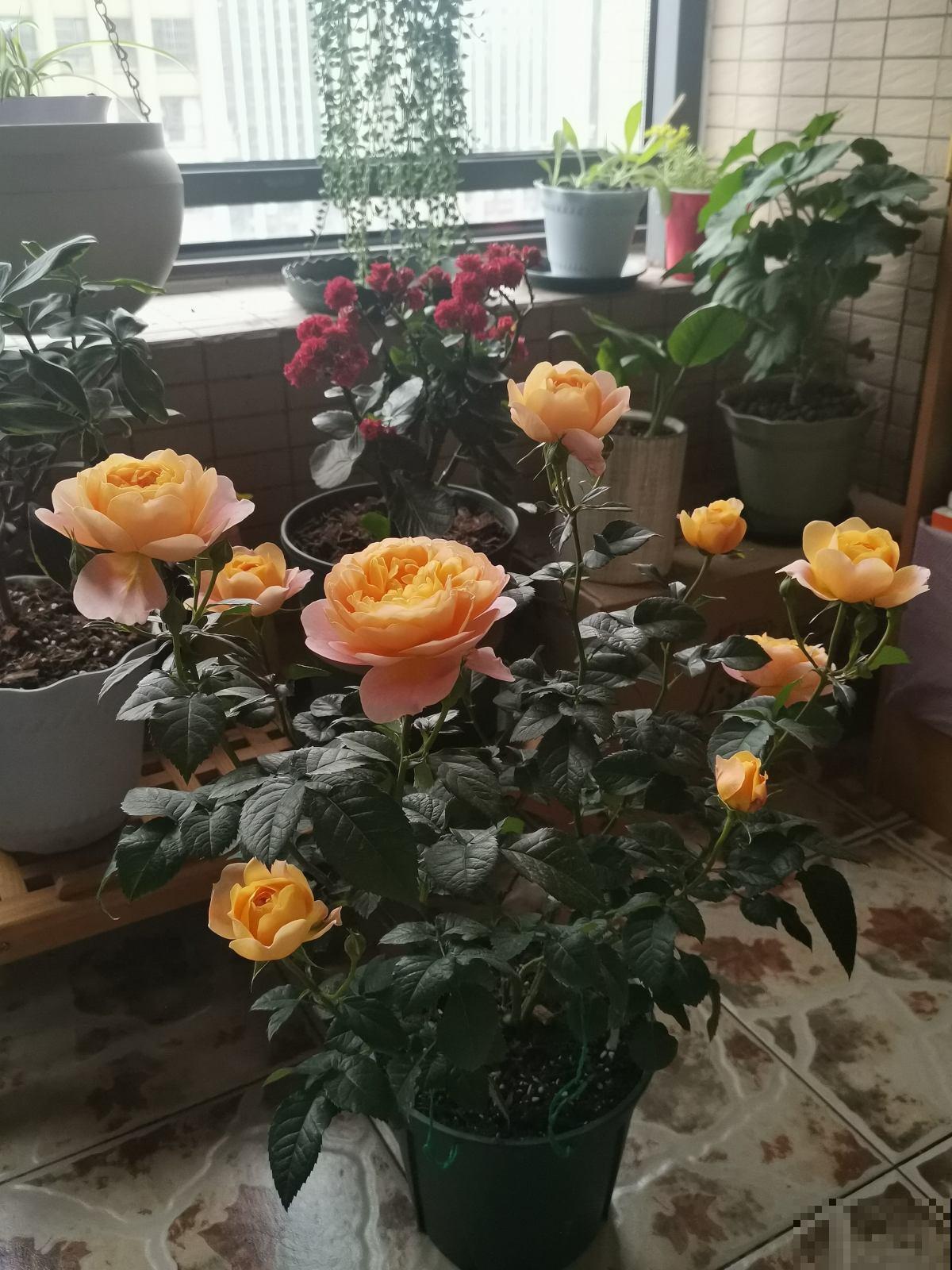 谁说封闭阳台难养花，我跟着邻居做了4步，变成小型花园